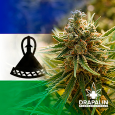 DRAPALIN importiert als erster europäischer Großhändler medizinisches Cannabis aus Afrika – und schreibt damit Geschichte.