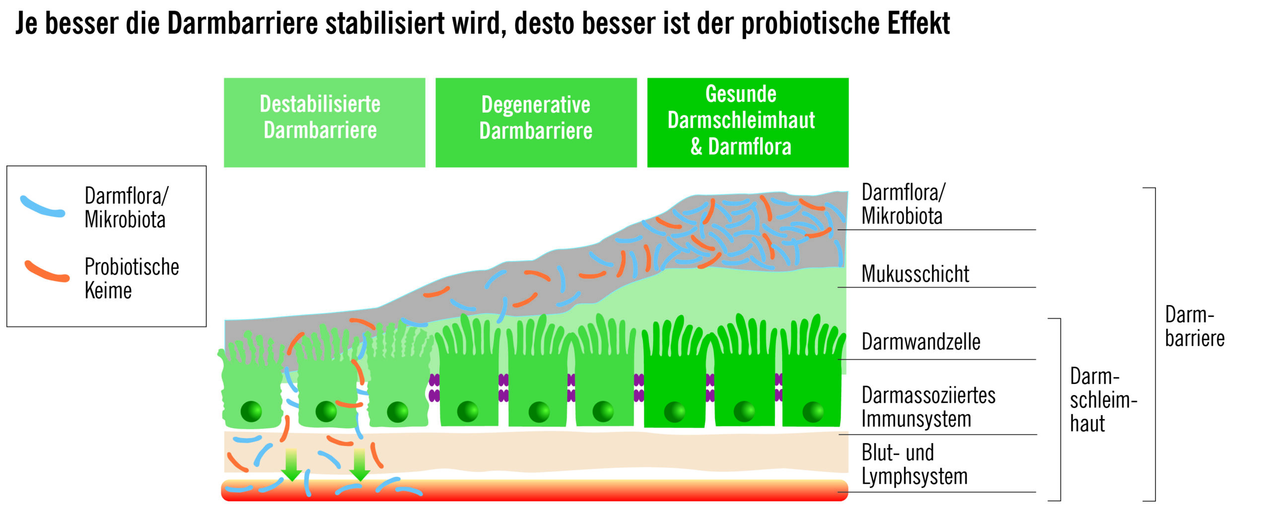 Diagramm zum Reizdarmsyndrom